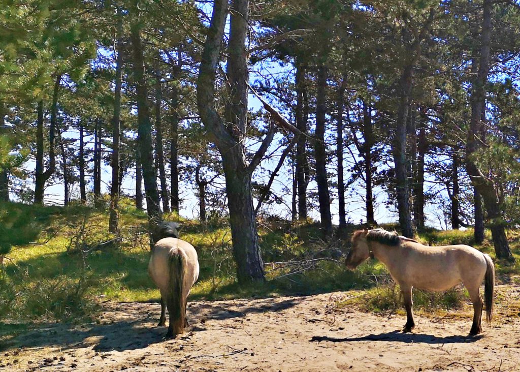 photo-wild-horses-oost-duinpark-scheveningen