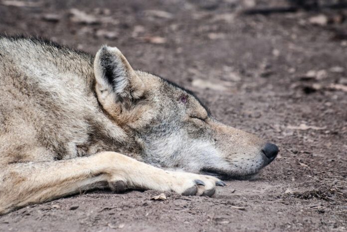 close-up-shot-of-wolf-sleeping-on-ground-outside-netherlands