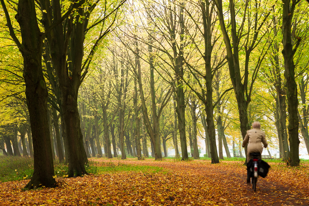 a-woman-on-a-bike-ride-in-a-dutch-forest-with-autumn-leaves